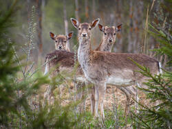 P4260343-ORF_DP.jpg