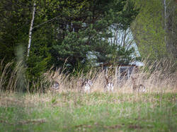 P4260732-ORF_DP.jpg