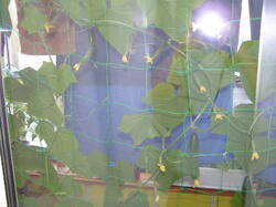 P4300001.thumb.JPG.f3759d5943ceb2ad3044d40cc0e18c3f.JPG