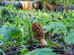 P5032894-ORF_DP.thumb.jpg.3ef58252277c3d04e4eba5eece9ebedd.jpg