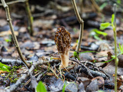 P5032896-ORF_DP.thumb.jpg.4072844522452798c20a52d2e304cebe.jpg
