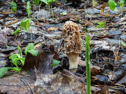 P5032898-ORF_DP.thumb.jpg.d358ad11ac25bb0d3c6431fdd33cf7cb.jpg