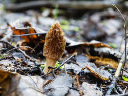 P5032907-ORF_DP.thumb.jpg.ea0b487c0515540e1a156eb48eaa2290.jpg