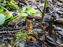 P5032909-ORF_DP.thumb.jpg.52a32a8caa026a1b7dc9ccb81d48da26.jpg