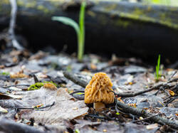 P5032914-ORF_DP.thumb.jpg.380b466469ccb325328e54f0e8781799.jpg