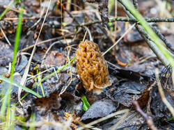 P5032920-ORF_DP.thumb.jpg.38edf04a8278ece26346076c53cff7e4.jpg