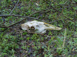 P5032921-ORF_DP.thumb.jpg.5c0f528bc0f38cffd48b062a697bbc95.jpg