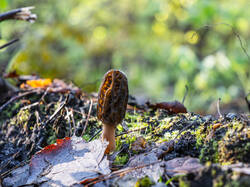P5032929-ORF_DP.thumb.jpg.0afc3433e6bef542d9b6864342ae565d.jpg