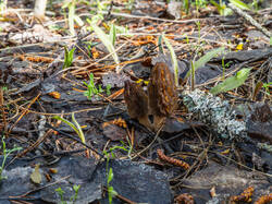 P5032941-ORF_DP.thumb.jpg.dc7e5daa627b256e3c3c9caefc0c2bee.jpg