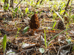 P5032950-ORF_DP.thumb.jpg.448c595324f4cc8a7be88dd75efbbfd7.jpg