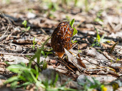 P5032955-ORF_DP.thumb.jpg.4a5de52268e47a21a1513571452a0db4.jpg