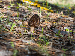 P5032966-ORF_DP.thumb.jpg.3c35757bb7526ff40f0a9806d3870799.jpg