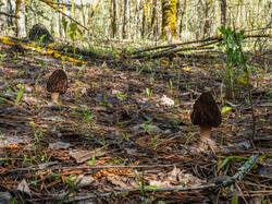 P5032967-ORF_DP.thumb.jpg.f7df58c2ee21fd70a7ce2af2d07269a1.jpg