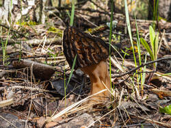 P5032969-ORF_DP.thumb.jpg.5a2615660c39aedf019ac43203f22fac.jpg