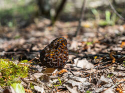 P5032978-ORF_DP.thumb.jpg.11b9743ffdfbb385e8e31e0f5c591322.jpg