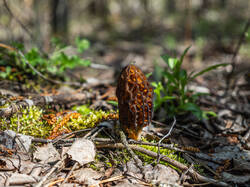 P5032979-ORF_DP.thumb.jpg.ccbddfdb0200e5aeaf8dfdfa3995b4ec.jpg