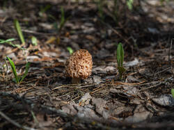 P5032981-ORF_DP.thumb.jpg.5c5646b6c92cf35357296b445b2c49df.jpg