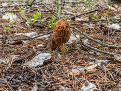P5033006-ORF_DP.thumb.jpg.3d63c211b4260880b27fbde629ab1f0c.jpg
