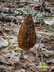 P5033012-ORF_DP.thumb.jpg.b841fa0a4d1a3b5974228f8cf7d630f4.jpg