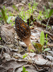 P5100126-ORF_DP.thumb.jpg.8db22bc27b5c93c761d648e79d7a6a7b.jpg