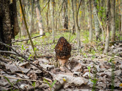 P5100129-ORF_DP.thumb.jpg.169c9d64afdc3d268f26fef0c8cae521.jpg