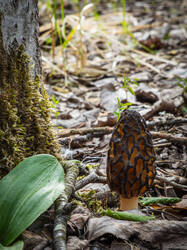 P5100130-ORF_DP.thumb.jpg.f31a80e20c7b1325238588c9a83319bf.jpg