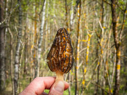 P5100133-ORF_DP.thumb.jpg.fb29062982d305b50791bf8cb3659980.jpg