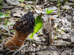 P5100136-ORF_DP.thumb.jpg.8975d62ed59d604af86475f2929f0500.jpg