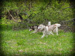 P5100162-ORF_DP.thumb.jpg.5bfb9c035a324682a850f6ef704e2f43.jpg