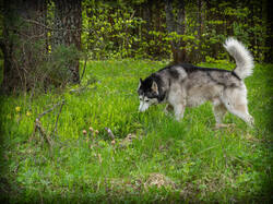 P5100165-ORF_DP.thumb.jpg.454d45992ce1f661a26231d012bca654.jpg