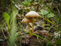 P5100167-ORF_DP.thumb.jpg.0e920d1c699987db71ae16fc5ed09443.jpg