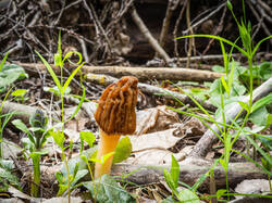 P5100168-ORF_DP.thumb.jpg.ed61de327fa95c882e012e7a11e7884a.jpg
