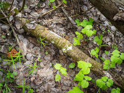 P5100173-ORF_DP.thumb.jpg.578be100b061c0ad7af1392de1ccb44f.jpg