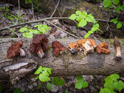 P5100175-ORF_DP.thumb.jpg.2fe7263ff92bc383d809f18b670ac9d0.jpg