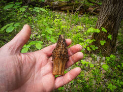 P5100176-ORF_DP.thumb.jpg.7e303cf440dc1ac02aa69bbd6ca44cc7.jpg