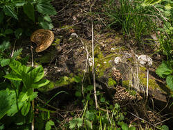 P5171181-ORF_DP.jpg