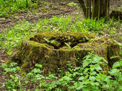 P5171204-ORF_DP.jpg