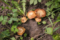 PANA30371.thumb.jpg.57eda5f0c16fba95ed53dfdb5d04835a.jpg
