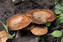 PANA3043.thumb.JPG.ad67c29f9f87de790546d56a61af17d5.JPG