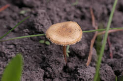 PANA3047.thumb.JPG.9f5d479c1c262c67ba4c0ada0ad3fcc5.JPG