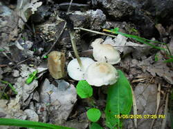 SDC17614.thumb.JPG.3d28bb4e0a09c403270a324e9bd2bdff.JPG