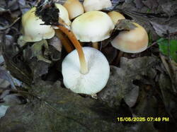 SDC17623.thumb.JPG.4877a8bba6478b03399ba6eca1057e0b.JPG