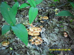 SDC17624.thumb.JPG.01e197a1246c3e7c5b4adf935324a637.JPG