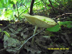 SDC17633.thumb.JPG.a068279e2f41e8af01b040ea4dd26595.JPG