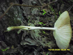SDC17635.thumb.JPG.5318d31178569eb82691b65676eb0d2a.JPG