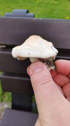 img_1748084497380.thumb.jpg.804b19e7883514823b798668ebdf69bc.jpg