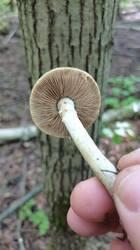 img_1748108339267.thumb.jpg.dbcd315671be9bd17ca0ca7de13f4ef6.jpg