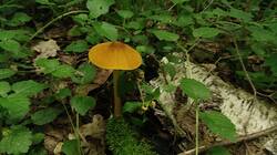 1013380090_06-25-08_.thumb.jpg.1f95da236f0372ccf887e64d92e305d2.jpg