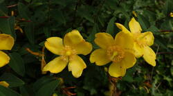 1020491189__Hypericum.thumb.JPG.872a29b2ed4f64292e48ca2171eb39de.JPG