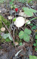 IMG_20250621_191053_Agrocybe﻿_praecox-земляника_.jpg